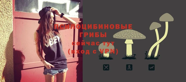 индика Няндома
